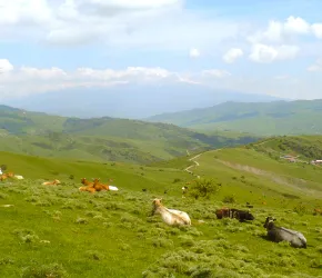 Systèmes d'élevage - vaches dans prairie