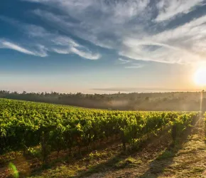 Vignoble Français