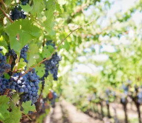 Biologie de la vigne