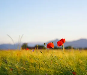 Politiques publiques agricoles et environnementales