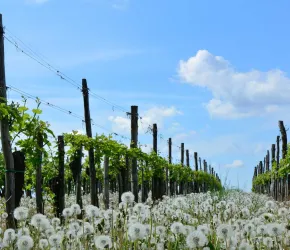 Vignoble agréocologie - Pixabay