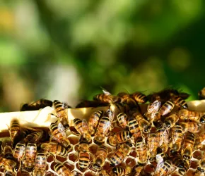 Ruches d'abeilles en gros plan