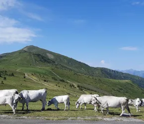 Troupeau de vaches en altitude