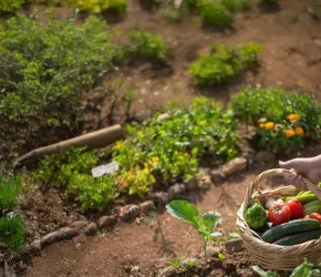Cultures dans un petit potager