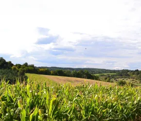 Champs de maïs sous un ciel nuageux