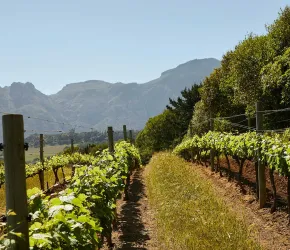 Vignoble au pied de la montagne