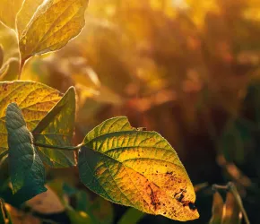 Feuille de soja malade en gros plan, lumière dorée - Envato