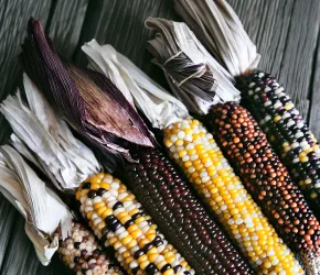 Diversité du maïs