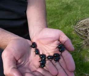 Anoplotrupes stercorosus tenus dans une main
