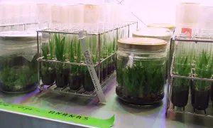 Cultures in vitro de plants d'ananas. © L'Institut Agro