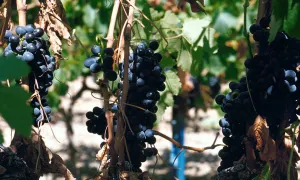 La vigne face à la canicule de 2019 :  des révélations génétiques cruciales