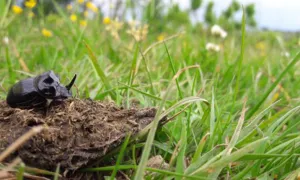 Copris lunaris, un bousier essentiel au recyclage de la matière organique et à la fertilité des sols agricoles