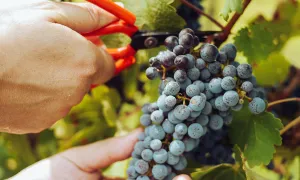 Coupe manuelle de raisin sur pied de vigne
