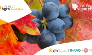 Prix Doctoral 2026 de la Chaire d’entreprises Vigne & Vin 