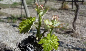 Eclosion de la vigne 