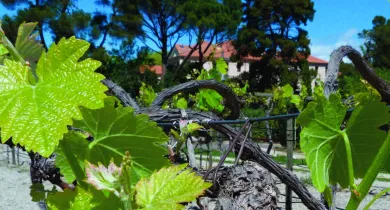 Vin et vignoble