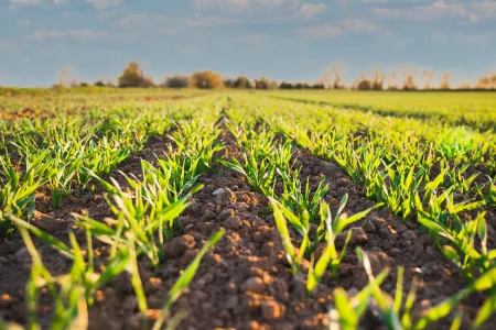 Diplôme d’Etudes Spécialisées en Agronomie (DESA)