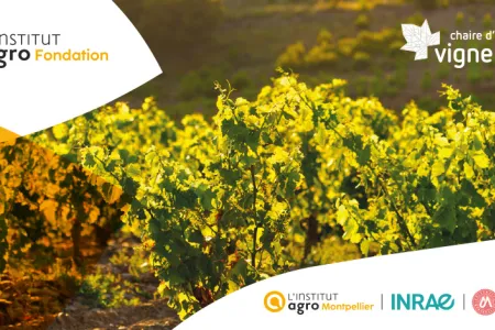 Prix Doctoral 2025 de la Chaire d’entreprises Vigne & Vin 