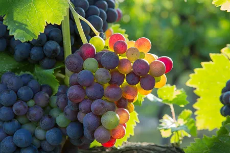 Grappes de raisins en gros plan