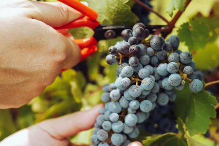 Coupe manuelle de raisin sur pied de vigne