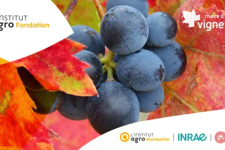 Prix Doctoral 2026 de la Chaire d’entreprises Vigne & Vin 