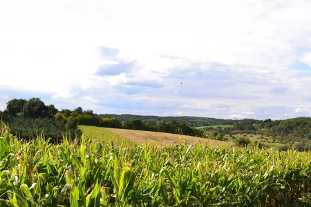 Champs de maïs sous un ciel nuageux