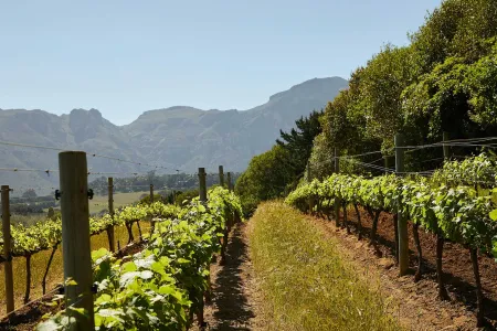 Vignoble au pied de la montagne