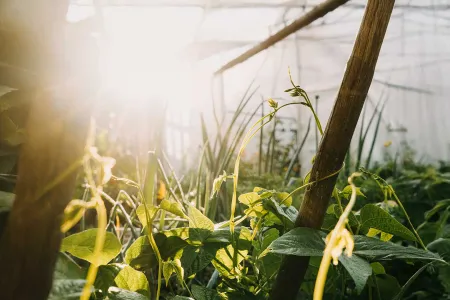 Haricots en premier plan