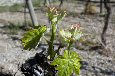 Eclosion de la vigne 