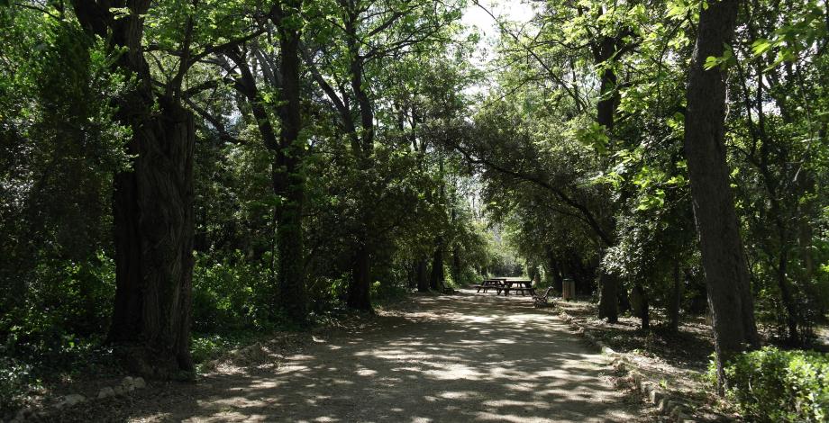 Arboretum, un espace boisé, Montpellier