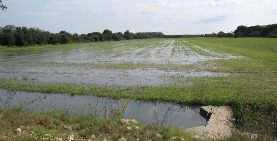 Prairie en cours d’arrosage (irrigation gravitaire)