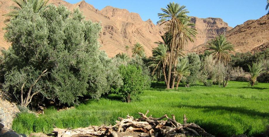 Etude des systèmes agro-oasiens, Sud-Est du Maroc