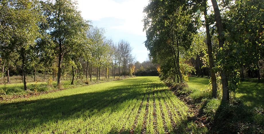 Parcelle expérimentale d’agroforesterie – Domaine de Restinclière (Hérault) 