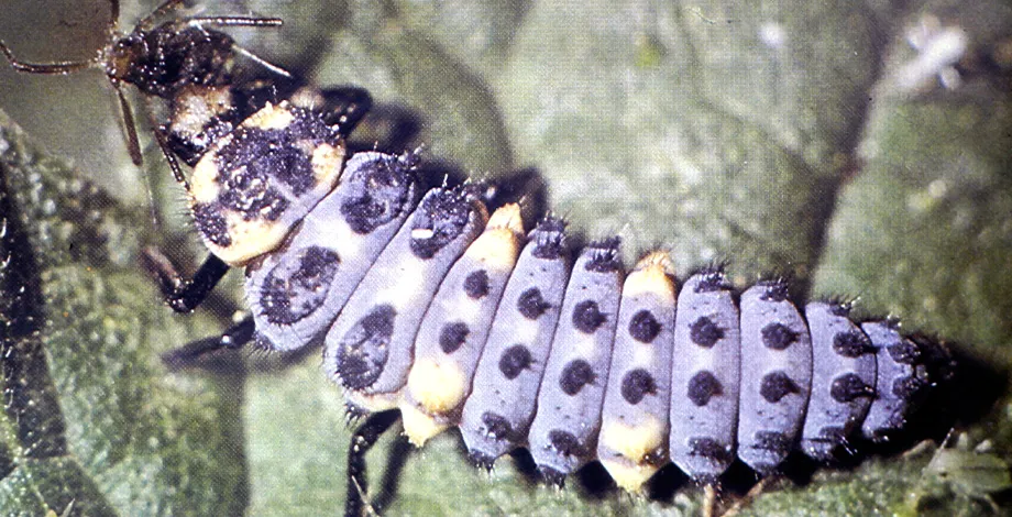 Larve de coccinelle à 7 points, prédateur important en lutte biologique 