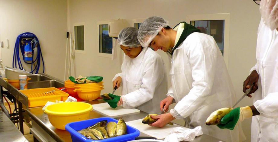 Préparation de poissons fumés séchés à la plateforme de technologie agroalimentaire de l’UMR QualiSud