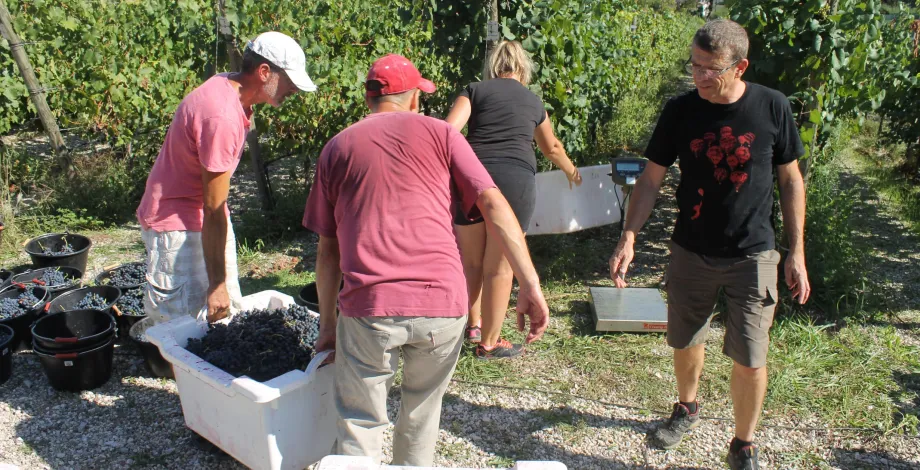 Les vendanges du vignoble, moment de convivialité 