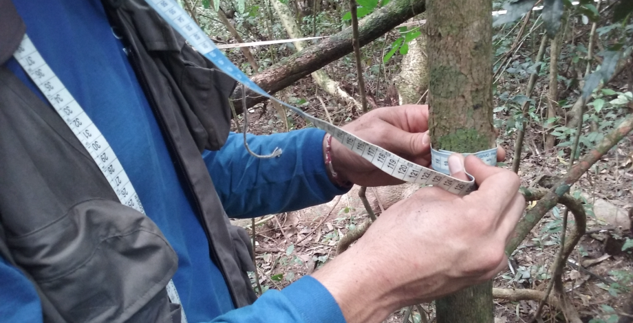 Mesure du périmètre de troncs d'une foret dans l'état de São Paulo au Brésil