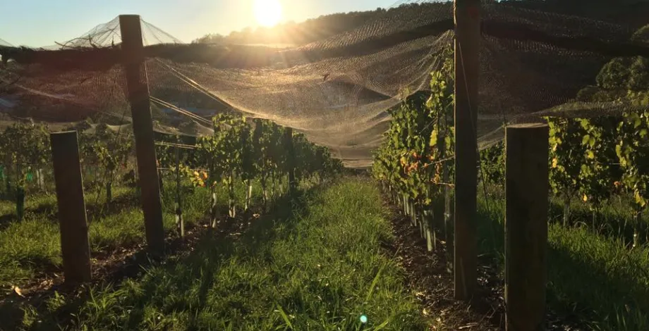 Recherche dans un vignoble de Nouvelle Zélande