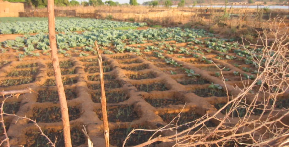 Marchés, organisations, qualité, services dans les agricultures du sud