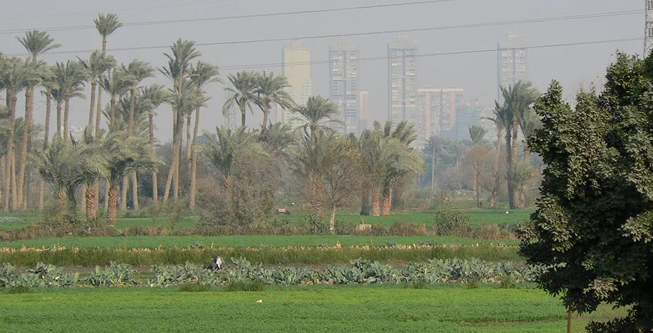 Penser les systèmes agricoles au sein des systèmes alimentaires, agriculture urbaine au Caire (Egypte)