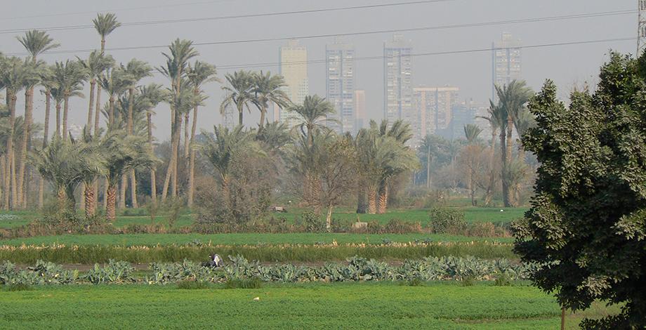 Penser les systèmes agricoles au sein des systèmes alimentaires, agriculture urbaine au Caire (Egypte)