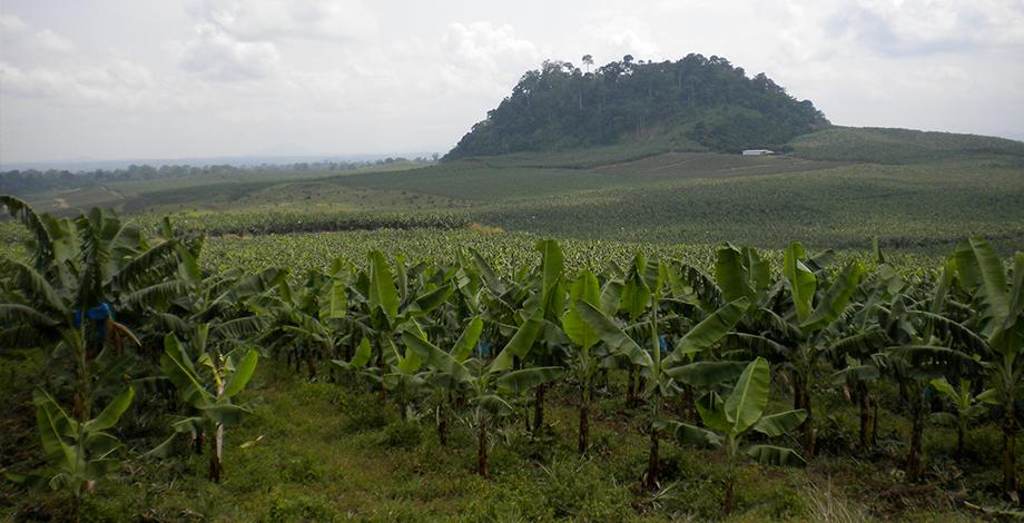 Gérer les agrosystèmes de la plante au paysage, bananeraie au Cameroun