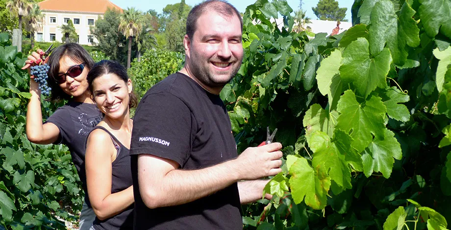Les vendanges du vignoble par les étudiants du Master 2 Commerce des vins 