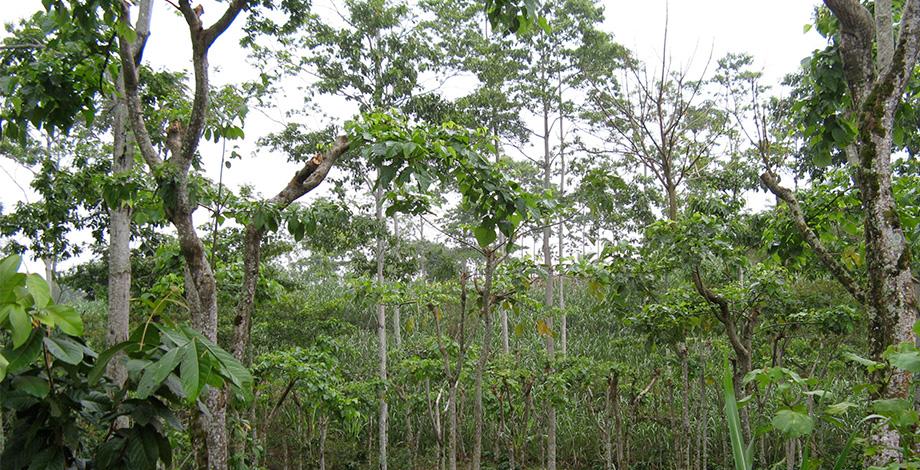 Gestion environnementale des écosystèmes et forêts tropicales