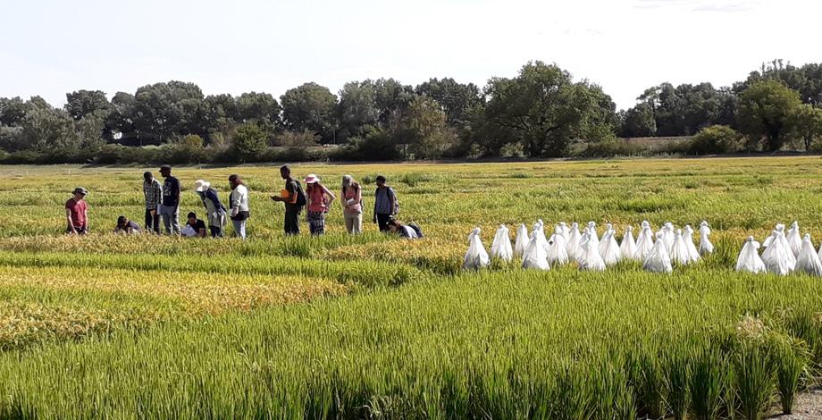 Visite de parcelles de sélection du riz au Centre Français du Riz