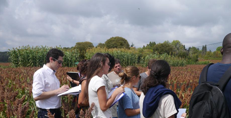 Visite de parcelles d'étude de diversité des sorghos (Cirad, Montpellier)
