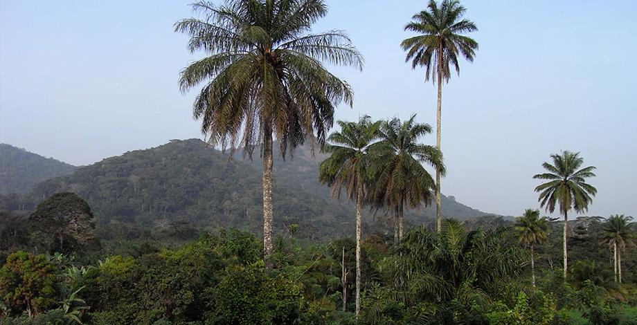 Agroforesterie (Guinée)