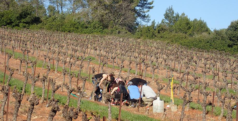 Dénombrement des vers de terre en parcelle viticole
