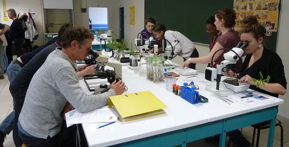 Observation de racines ectomycorhizées au laboratoire