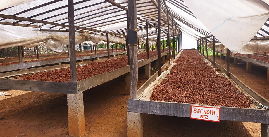 Cacao fermenté sur aire de séchage